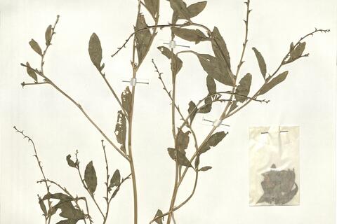 Euclidium syriacum (L.) R. Brown -  RO-HSepv 16061 photo