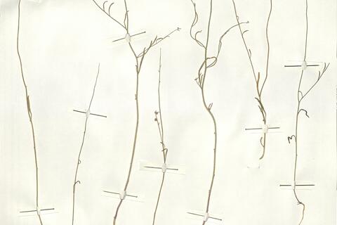 Litwinowia tenuissima (Pallas) Woronow ex Pavl. -  RO-HSepv 14090 photo