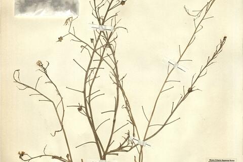 Bunias erucago L. -  RO-HSepv 11251 photo