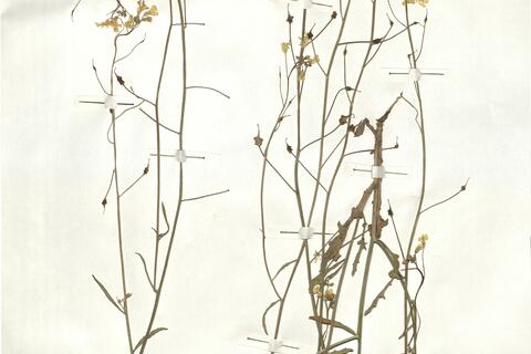 Bunias erucago L. -  RO-HSepv 16944 photo