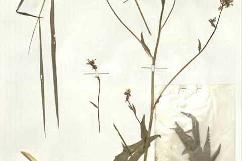 Bunias orientalis L. -  RO-HSepv 14067 photo