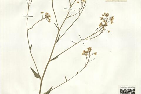 Bunias orientalis L. -  RO-HSepv 16042 photo