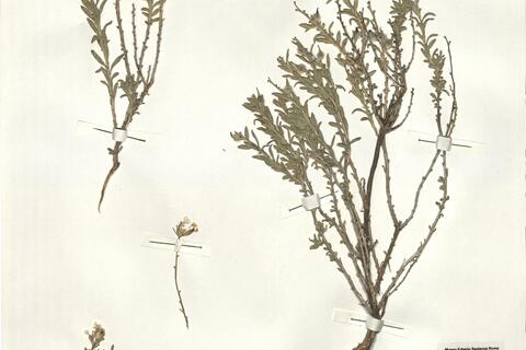 Boleum asperum (Pers.) Desv. -  RO-HSepv 14065 photo