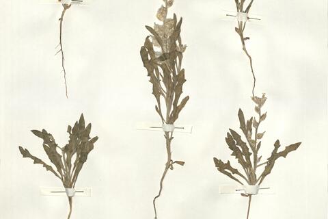 Lachnoloma lehmannii Bunge -  RO-HSepv 14086 photo