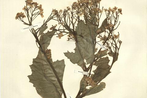 Crambe maritima L. -  RO-HSepv 13118 photo