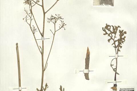 Crambe tataria Sebeók -  RO-HSepv 15063 photo