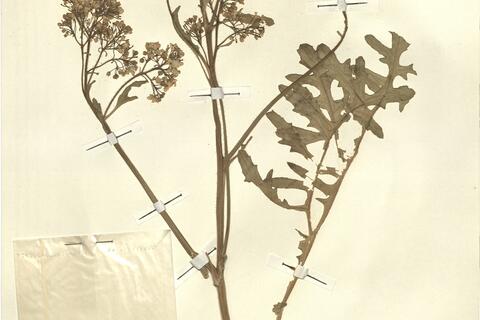 Crambe tataria Sebeók var. tataria -  RO-HSepv 13119 photo