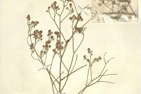 Crambe tataria Sebeók var. tataria -  RO-HSepv 13120 photo