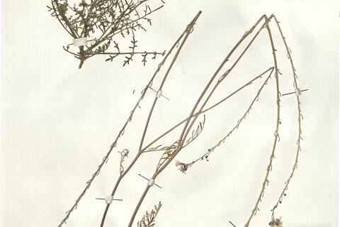 Crambella teretifolia (Batt. & Trab.) Maire -  RO-HSepv 16049 photo