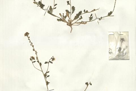 Muricaria prostrata (Desf.) Desv. -  RO-HSepv 16073 photo