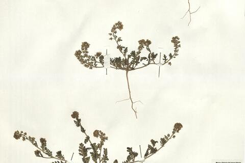 Muricaria prostrata (Desf.) Desv. f. battandieri (Hochreutiner) Maire -  RO-HSepv 14094 photo