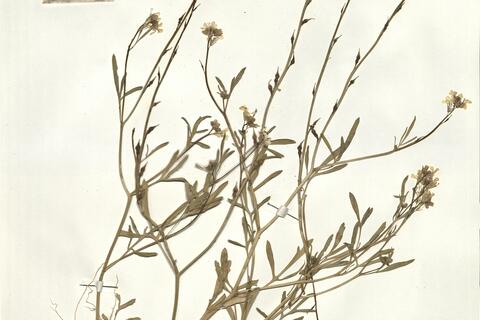 Didesmus aegyptius (L.) Desv. -  RO-HSepv 16051 photo