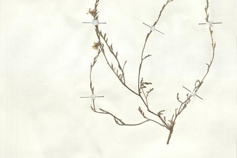 Didesmus bipinnatus (Desf.) DC. var. bipinnatus -  RO-HSepv 17931 - immagine 2