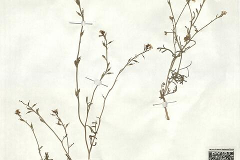 Didesmus bipinnatus (Desf.) DC. var. bipinnatus -  RO-HSepv 17931 photo