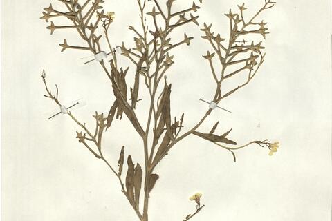 Fezia pterocarpa Pitard -  RO-HSepv 13129 photo