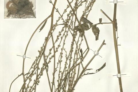 Rapistrum rugosum (L.) subsp. orientale (L.) Arcang. -  RO-HSepv 15090 photo