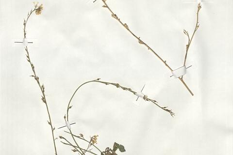 Rapistrum rugosum (L.) subsp. rugosum -  RO-HSepv 19020 - immagine 2