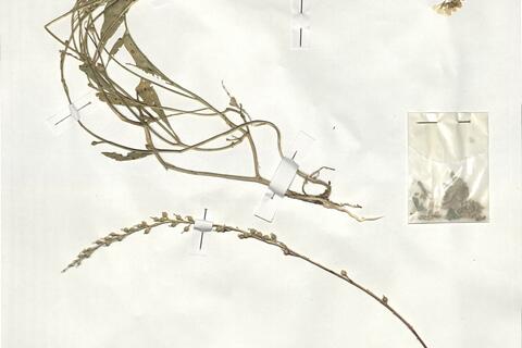 Rapistrum rugosum (L.) subsp. rugosum -  RO-HSepv 19020 photo