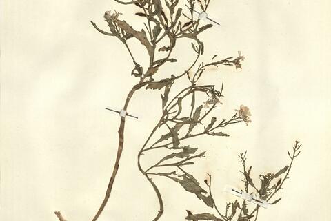 Cakile maritima Scop. subsp. integrifolia (Hornem.) Hyl. ex Greuter & Burdet,  -  RO-HSepv 13107 photo