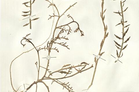 Cakile maritima Scop. subsp. maritima -  RO-HSepv 15054 photo