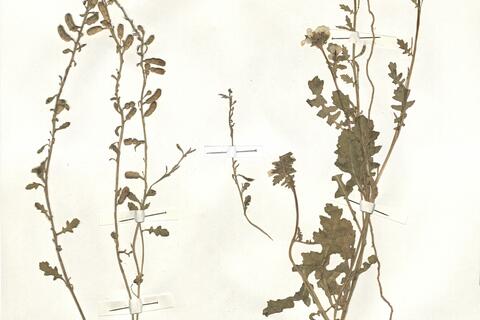 Enarthrocarpus clavatus Del. ex Godr. -  RO-HSepv 15068 photo