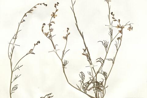 Erucaria erucarioides (Coss. & Durieu) C. Mueller -  RO-HSepv 16058 photo