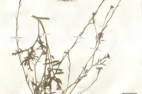 Erucaria hispanica (L.) Druce -  RO-HSepv 16059 photo