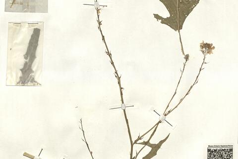 Guiraoa arvensis Coss. -  RO-HSepv 13131 photo