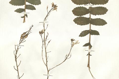 Raphanus raphanistrum L. subsp. maritimus (Sm.) Thell.  -  RO-HSepv 16074 photo