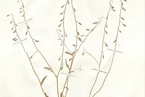 Goldbachia pendula Botsch. -  RO-HSepv 14079 photo