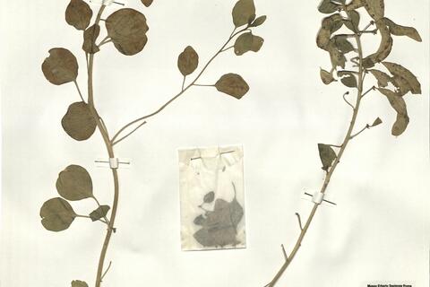 Buhsea coluteoides (Boiss.) Bunge  -  RO-HSepv 16025 photo