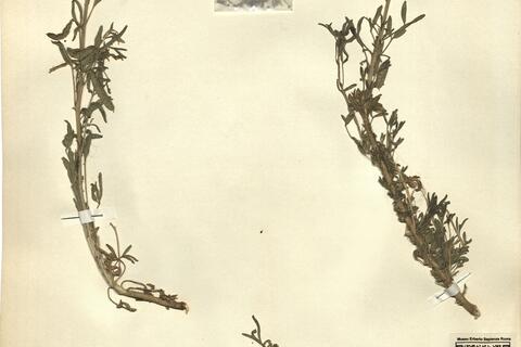 Cleome africana Botsch. -  RO-HSepv 11239 photo