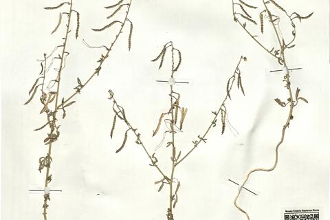 Cleome ornithopodioides L. -  RO-HSepv 17919 photo
