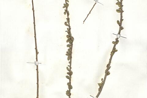 Maerua crassifolia Forssk. -  RO-HSepv 17920 photo