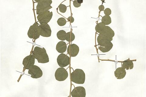 Capparis spinosa L. subsp. rupestris (Sm.) Nyman -  RO-HSepv 17918 photo