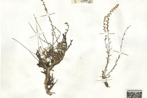 Sesamoides prostrata (Boiss.) G. López ^ -  RO-HSepv 16971 photo