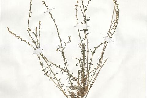 Sesamoides purpurascens (L.) G. López ^ -  RO-HSepv 19027 photo