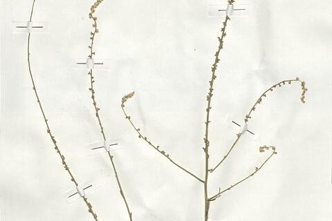 Sesamoides purpurascens (L.) G. López ^ -  RO-HSepv 19028 - immagine 2
