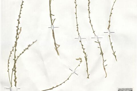 Sesamoides purpurascens (L.) G. López ^ -  RO-HSepv 19028 photo