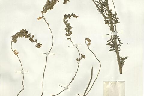 Reseda alba L. -  RO-HSepv 16077 - immagine 2
