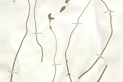 Reseda alba L. -  RO-HSepv 16077 photo