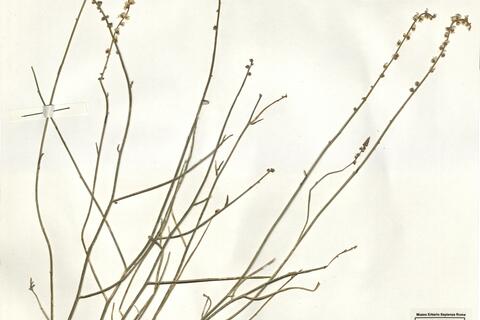 Reseda complicata Bory -  RO-HSepv 15099 photo