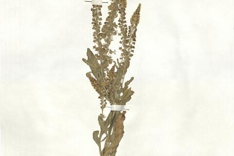 Reseda coodei Huber-Morath -  RO-HSepv 16968 photo