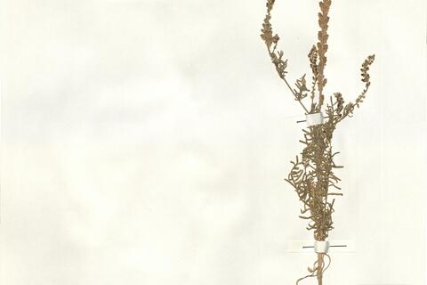 Reseda decursiva Forssk. -  RO-HSepv 15100 photo