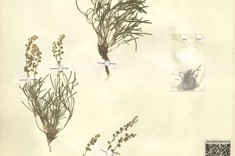 Reseda glauca L.  -  RO-HSepv 12212 photo