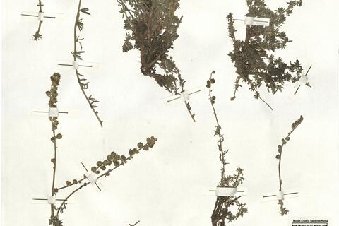 Reseda gredensis (Cutanda & Willk.) Müll. Arg. -  RO-HSepv 16969 photo