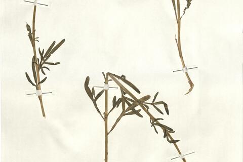 Reseda lutea L. -  RO-HSepv 13149 photo