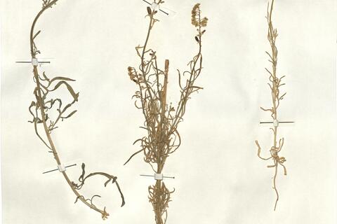 Reseda lutea L. subsp. neglecta (Müll. Arg.) Ball -  RO-HSepv 13148 photo