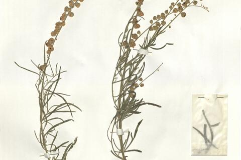 Reseda lutea L. subsp. vivantii (P. Monts.) Rovira  -  RO-HSepv 16078 photo