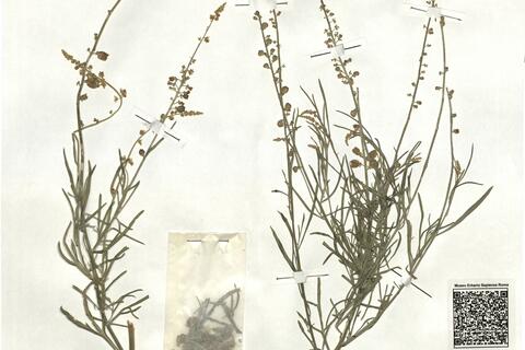 Reseda lutea L. subsp. vivantii (P. Monts.) Rovira  -  RO-HSepv 17949 photo